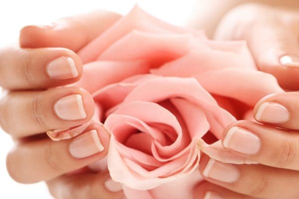 Manicured hands with nude nails holding a rose